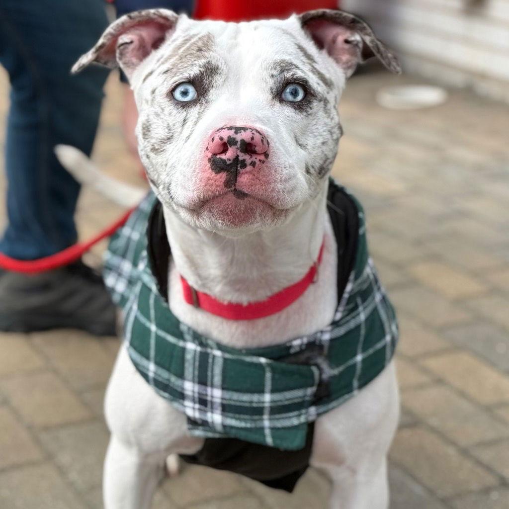 Enlarge Trixie2, a Adoptable mixed breed in Bloomfield, CT image 2/3