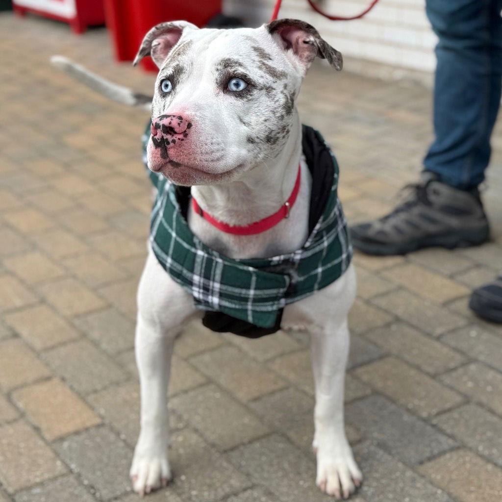Enlarge Trixie2, a Adoptable mixed breed in Bloomfield, CT image 3/3