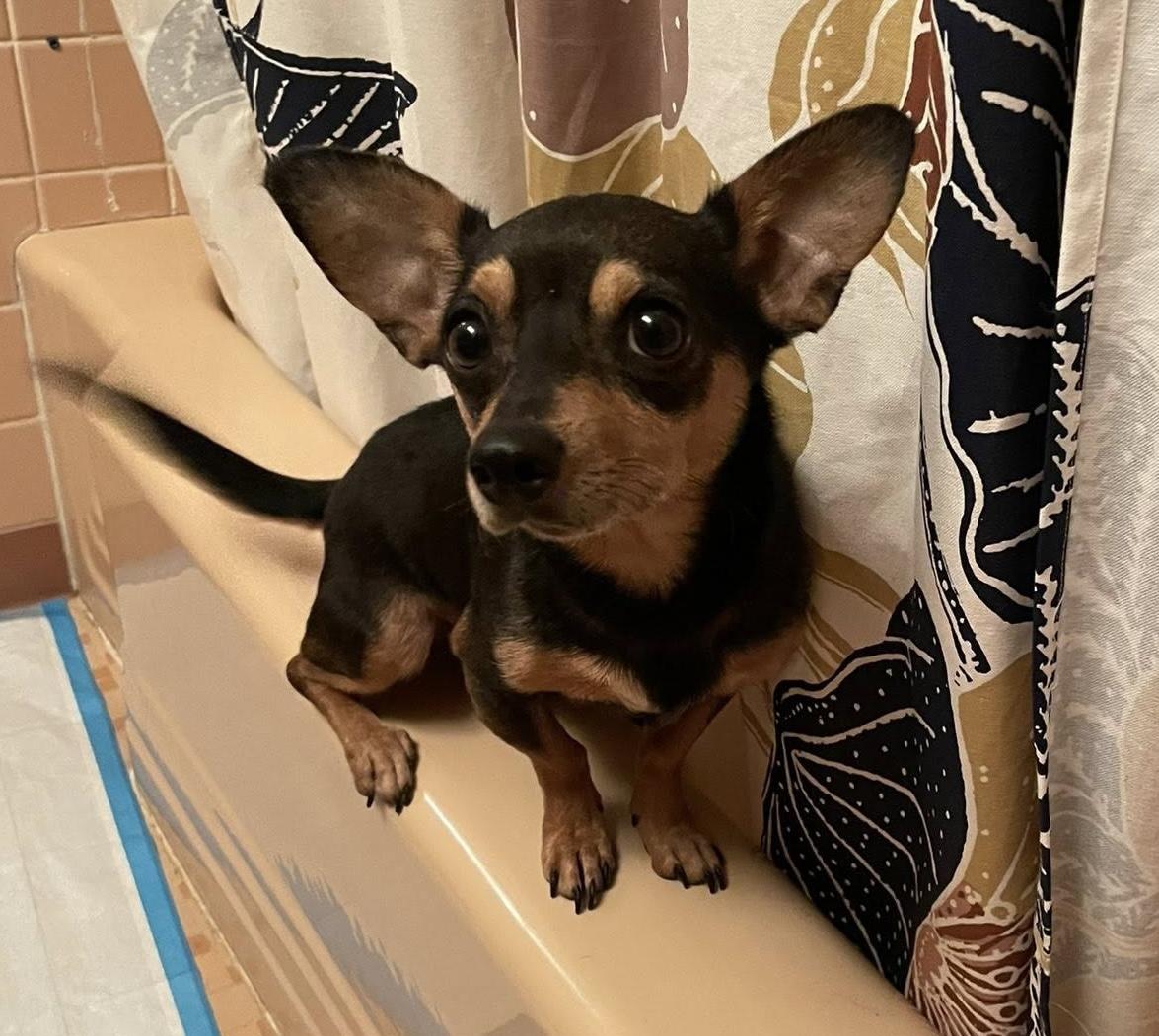 Arnie Dachshund Dog