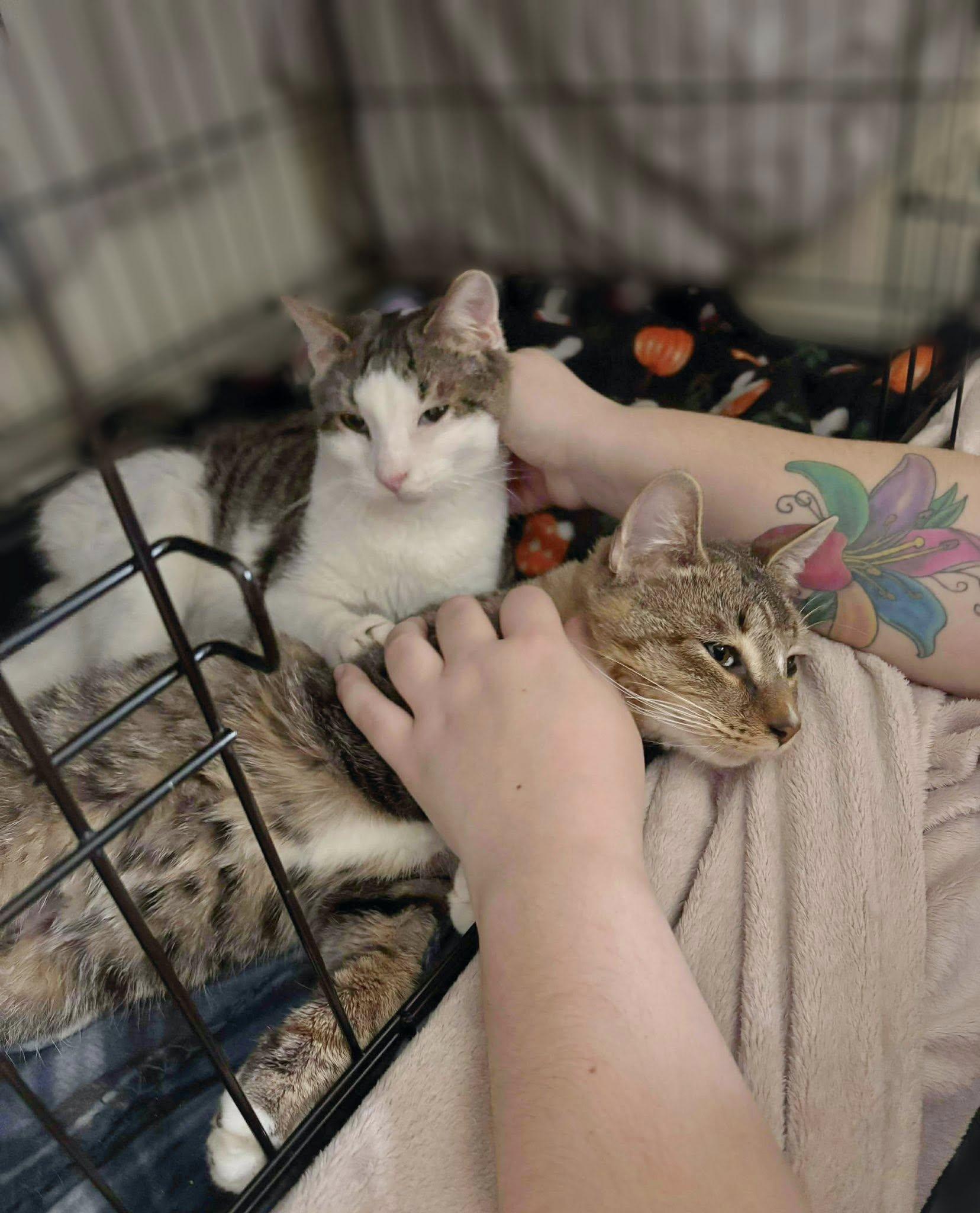 Enlarge Ben & Jerry, a ADOPTABLE Domestic Short Hair in Reading, PA image 1/1