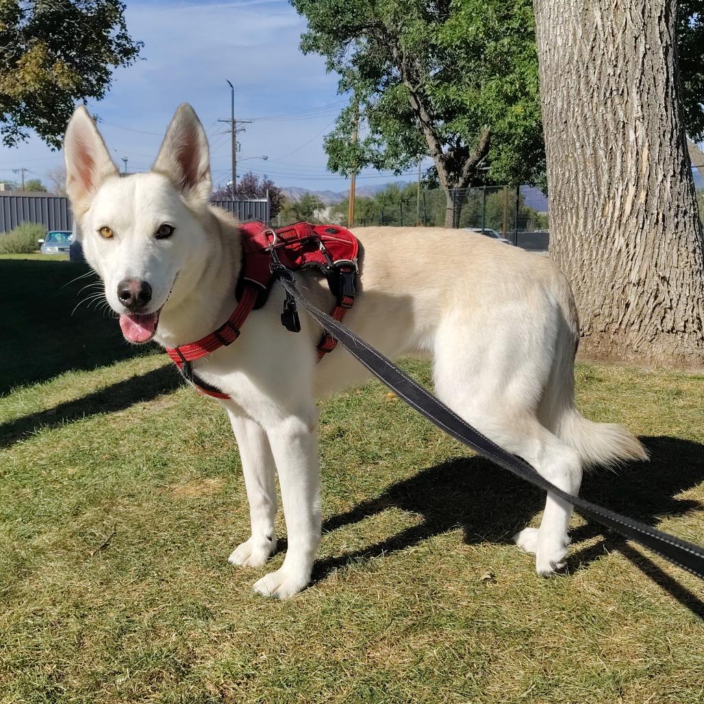 Enlarge Stella, a Adoptable mixed breed in Murray, UT image 1/3