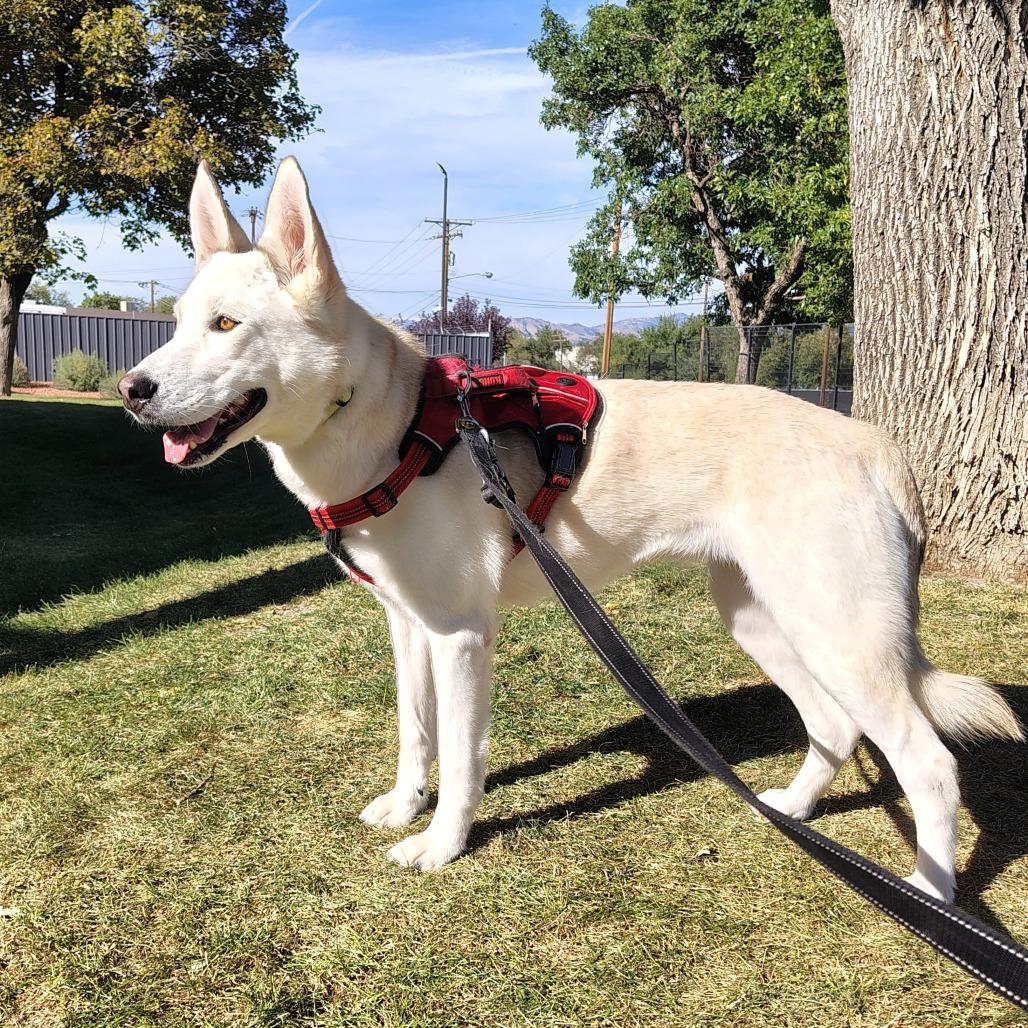 Enlarge Stella, a Adoptable mixed breed in Murray, UT image 2/3