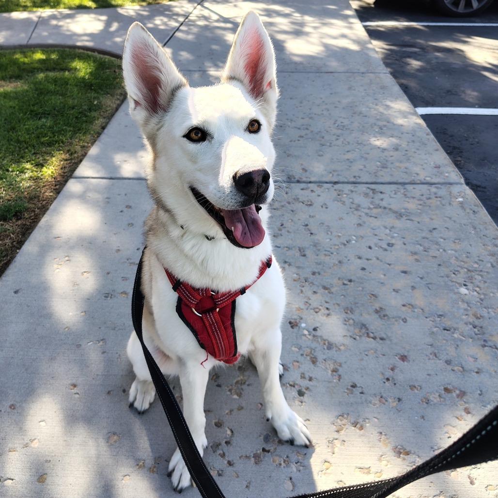 Enlarge Stella, a Adoptable mixed breed in Murray, UT image 3/3