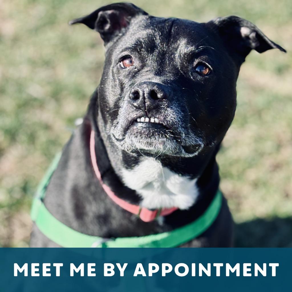 Diego, a Adoptable Mixed Breed in State College, PA image 2/6