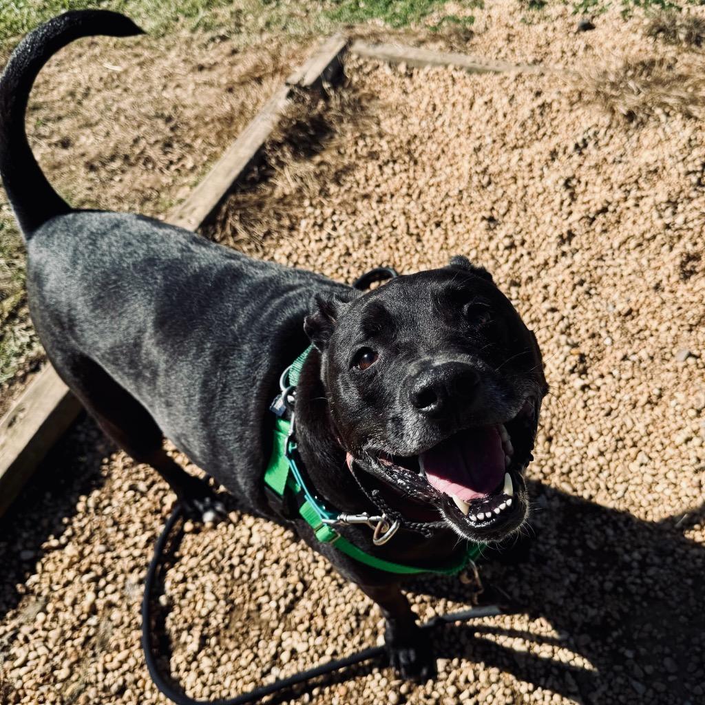 Enlarge Diego, a Adoptable Mixed Breed in State College, PA image 2/6
