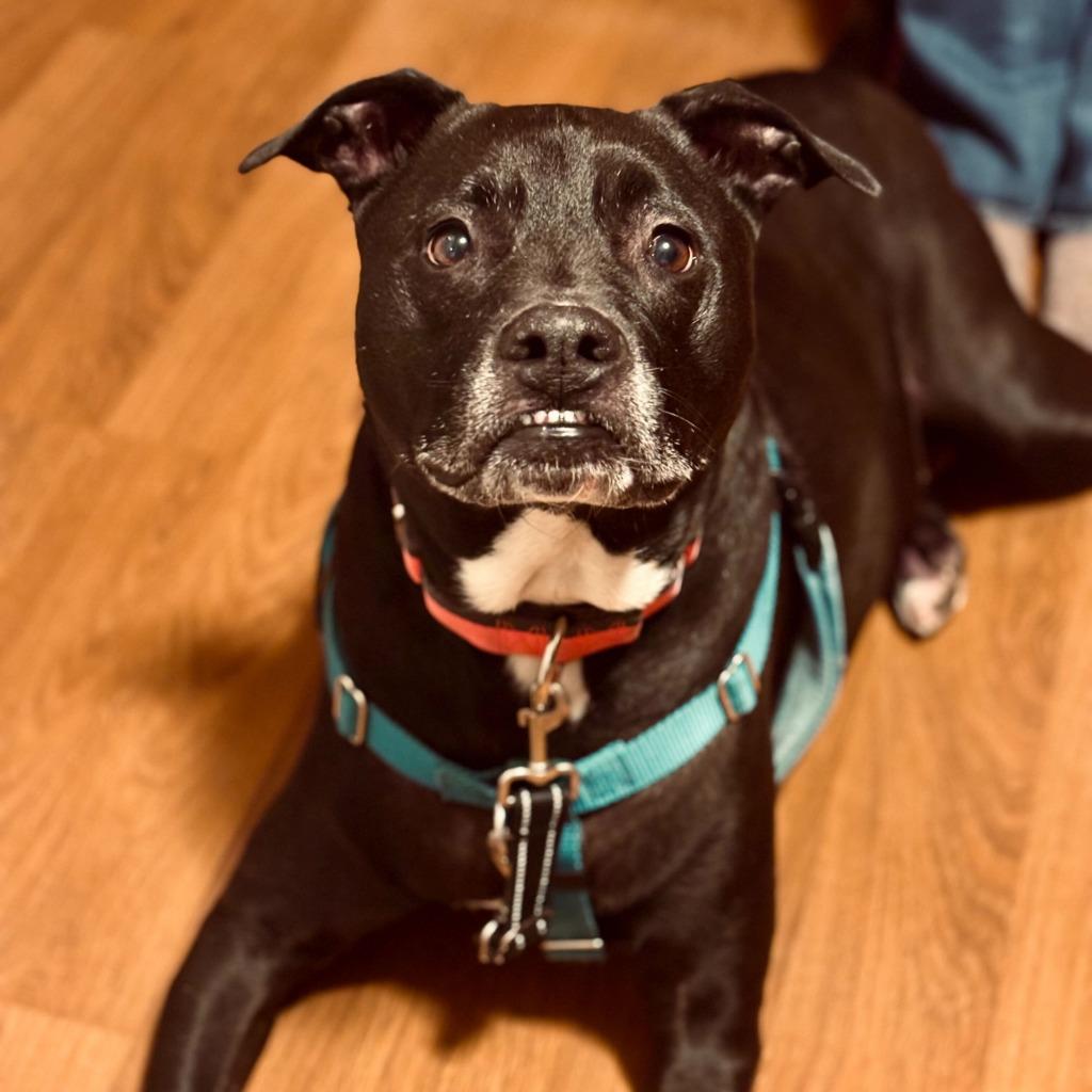 Enlarge Diego, a Adoptable Mixed Breed in State College, PA image 3/6