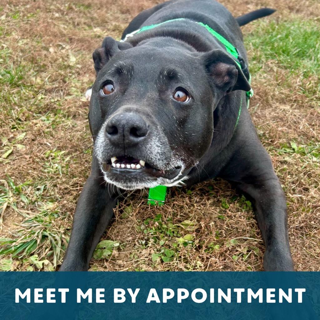 Enlarge Diego, a Adoptable Mixed Breed in State College, PA image 4/6