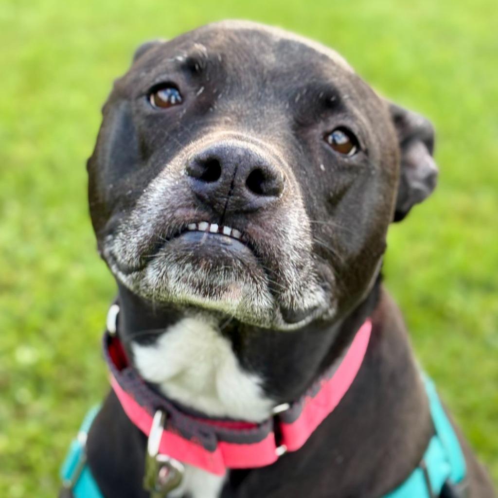 Enlarge Diego, a Adoptable Mixed Breed in State College, PA image 5/6