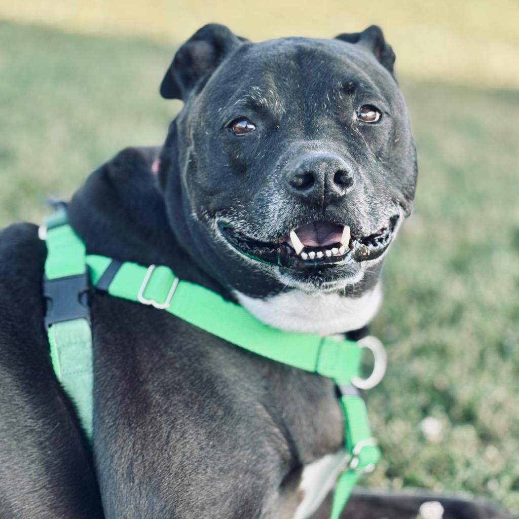 Enlarge Diego, a Adoptable Mixed Breed in State College, PA image 6/6