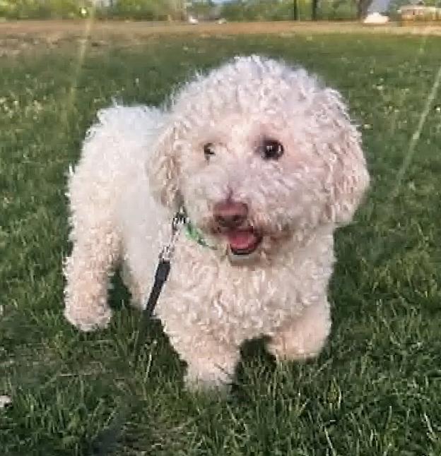 Sensational Lil Mr Senso, Doxie Doodle Delight, an adoptable mixed breed in Albuquerque, NM image 3/4