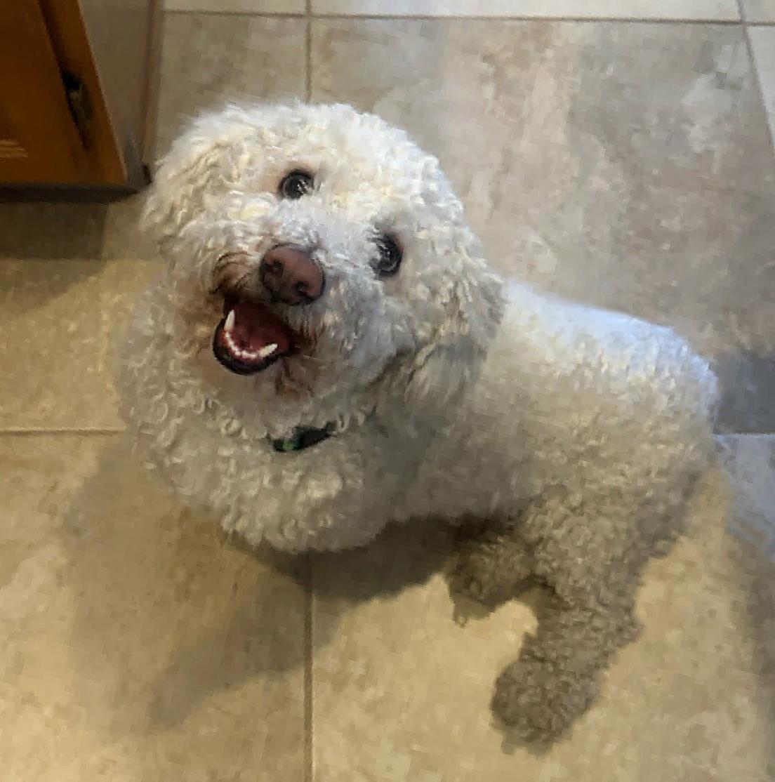 Sensational Lil Mr Senso, Doxie Doodle Delight, an adoptable mixed breed in Albuquerque, NM image 1/4