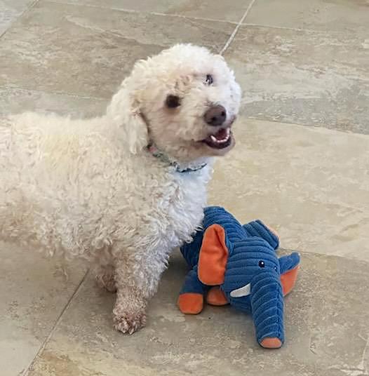 Sensational Lil Mr Senso, Doxie Doodle Delight, an adoptable mixed breed in Albuquerque, NM image 2/4