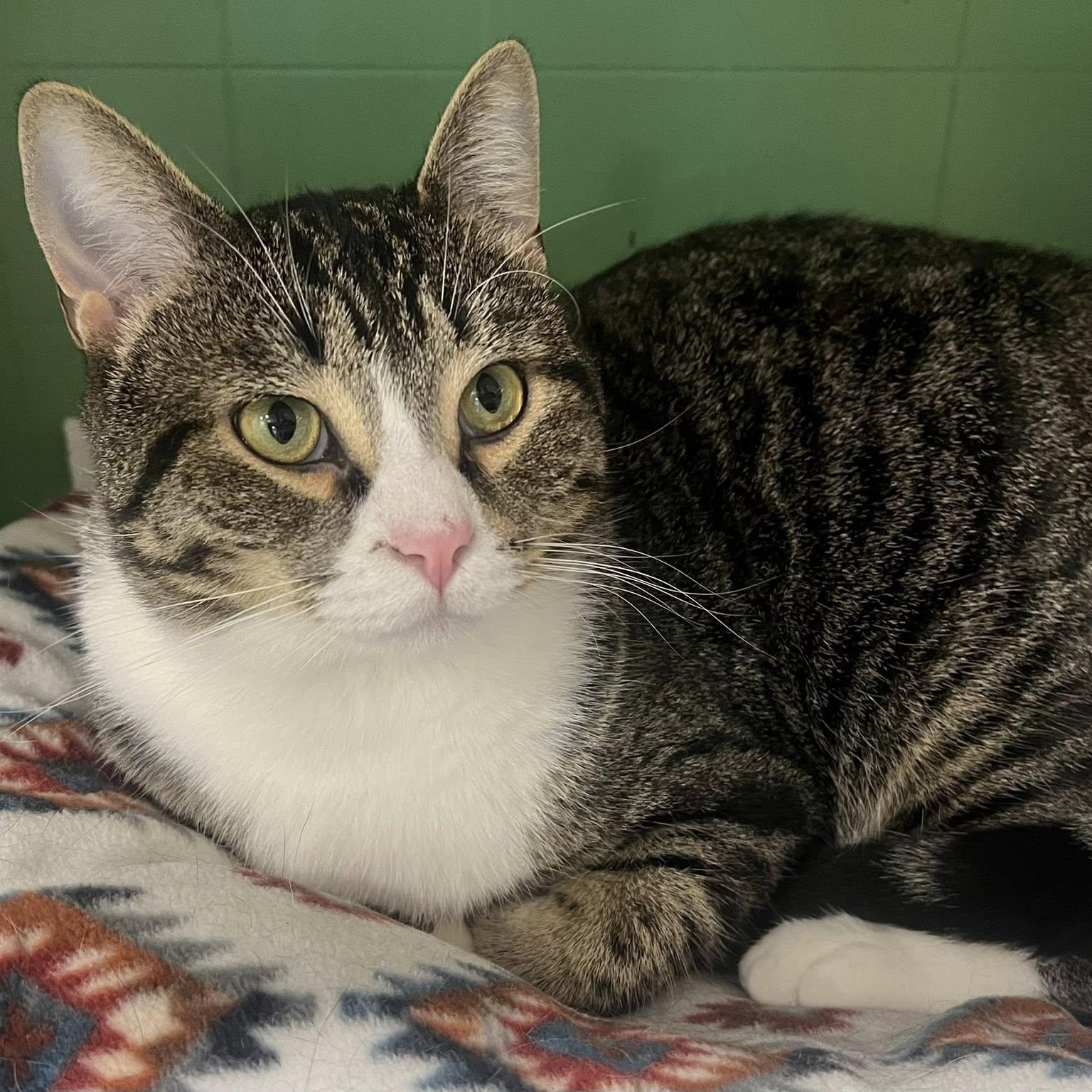 Jagger, a Adoptable Domestic Short Hair in Albany, NY image 6/6