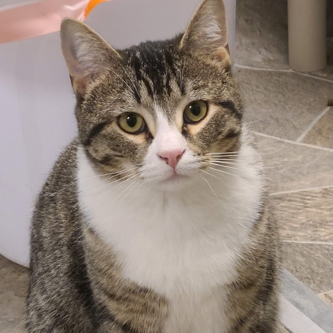 Jagger, a Adoptable Domestic Short Hair in Albany, NY image 2/6