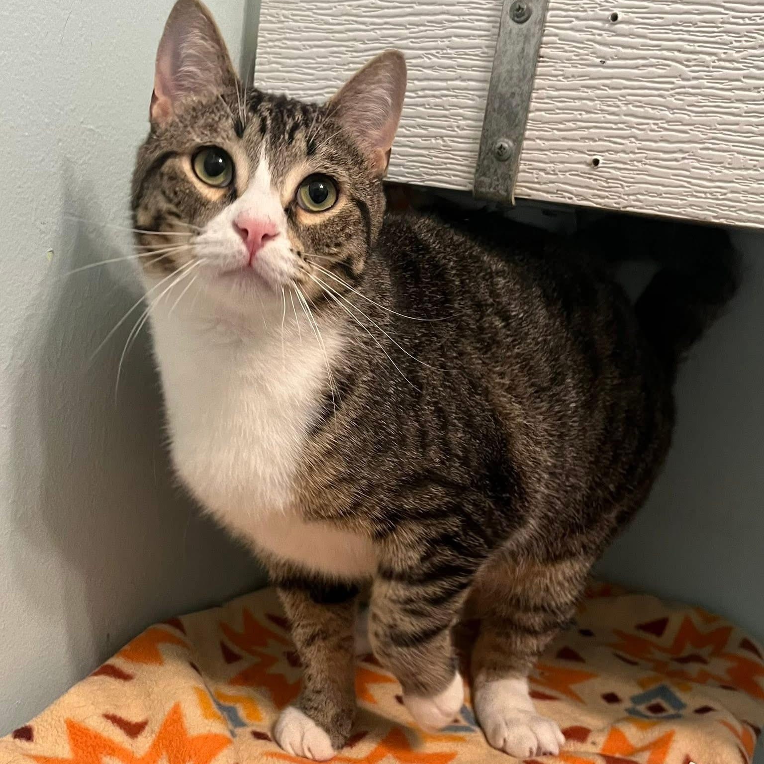 Jagger, a Adoptable Domestic Short Hair in Albany, NY image 1/6