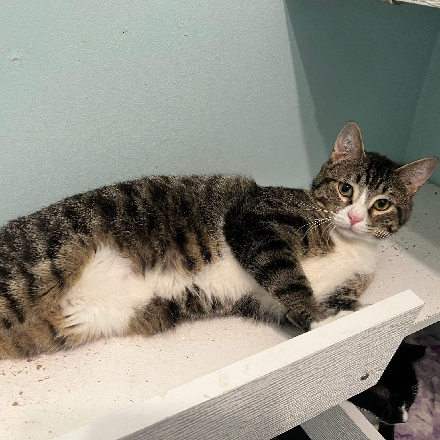 Jagger, a Adoptable Domestic Short Hair in Albany, NY image 3/6