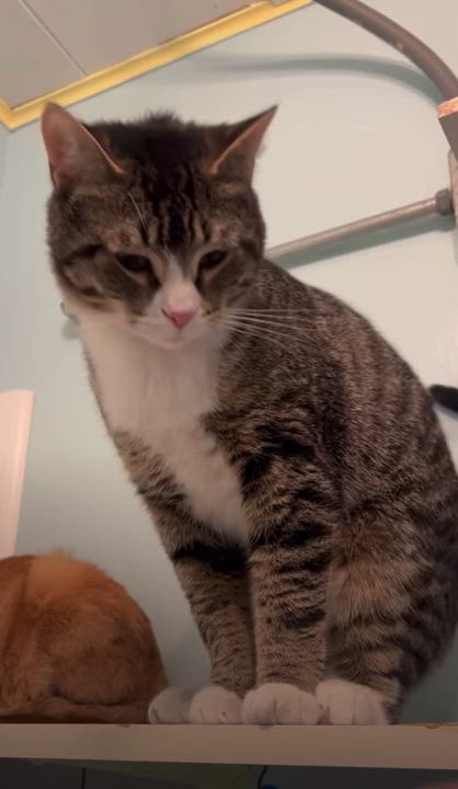 Enlarge Jagger, a Adoptable Domestic Short Hair in Albany, NY video 5/6