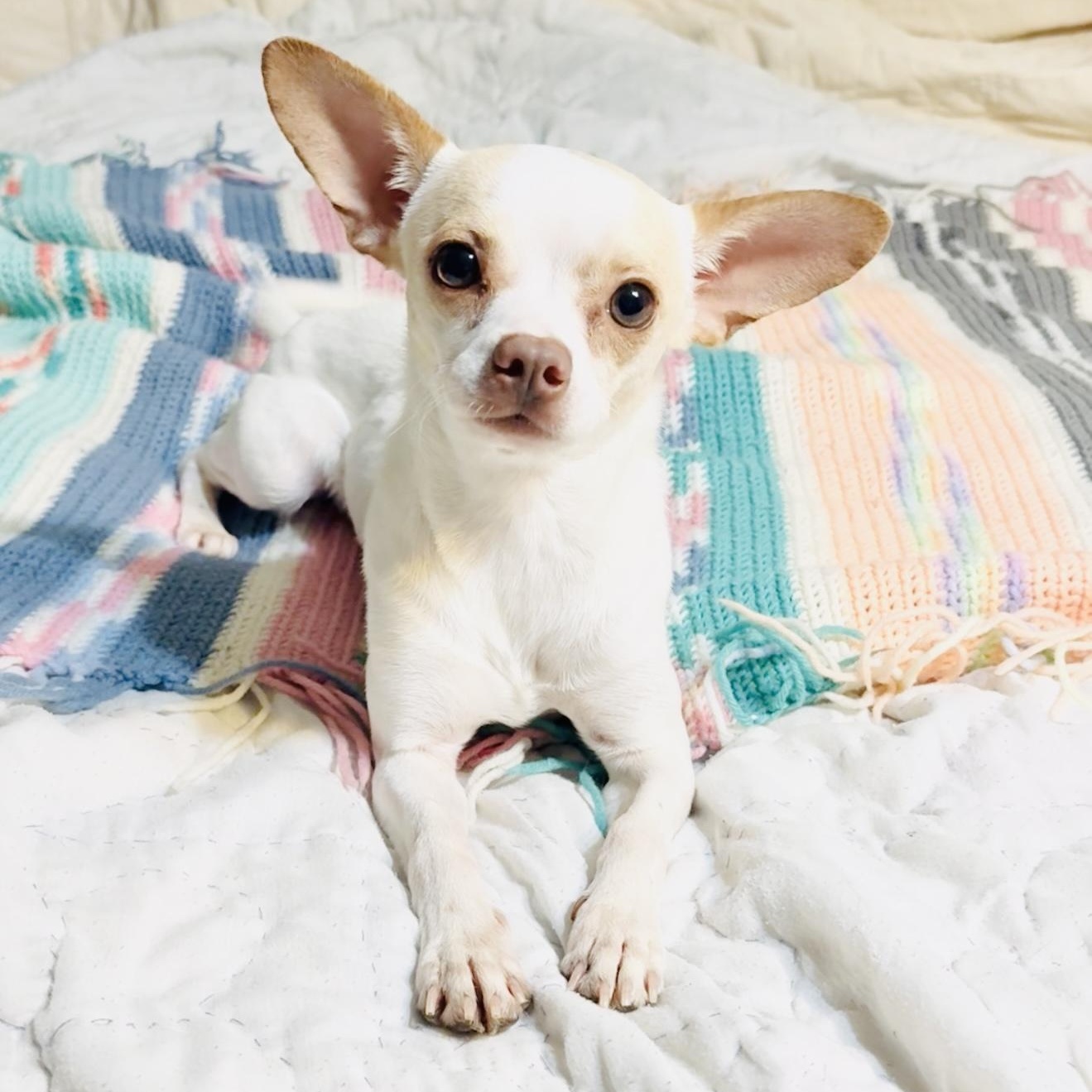 Adorable Churro
