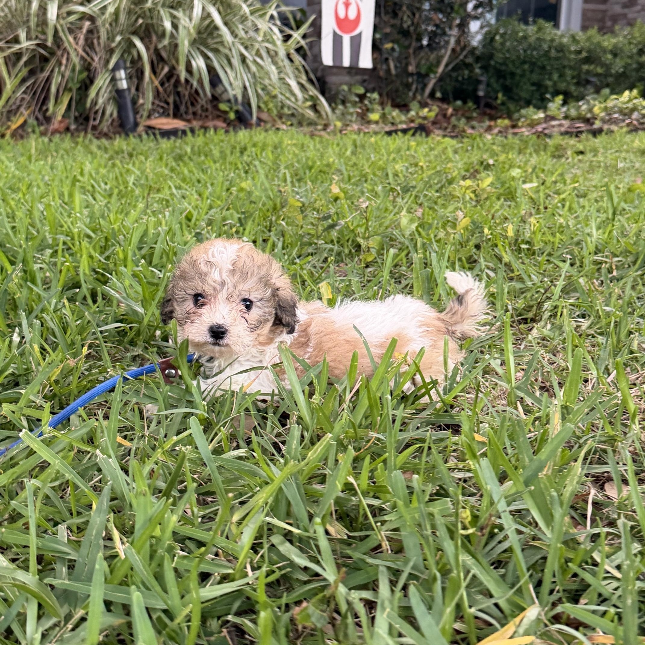 Darrah, a Adoptable mixed breed in Orlando, FL image 4/6