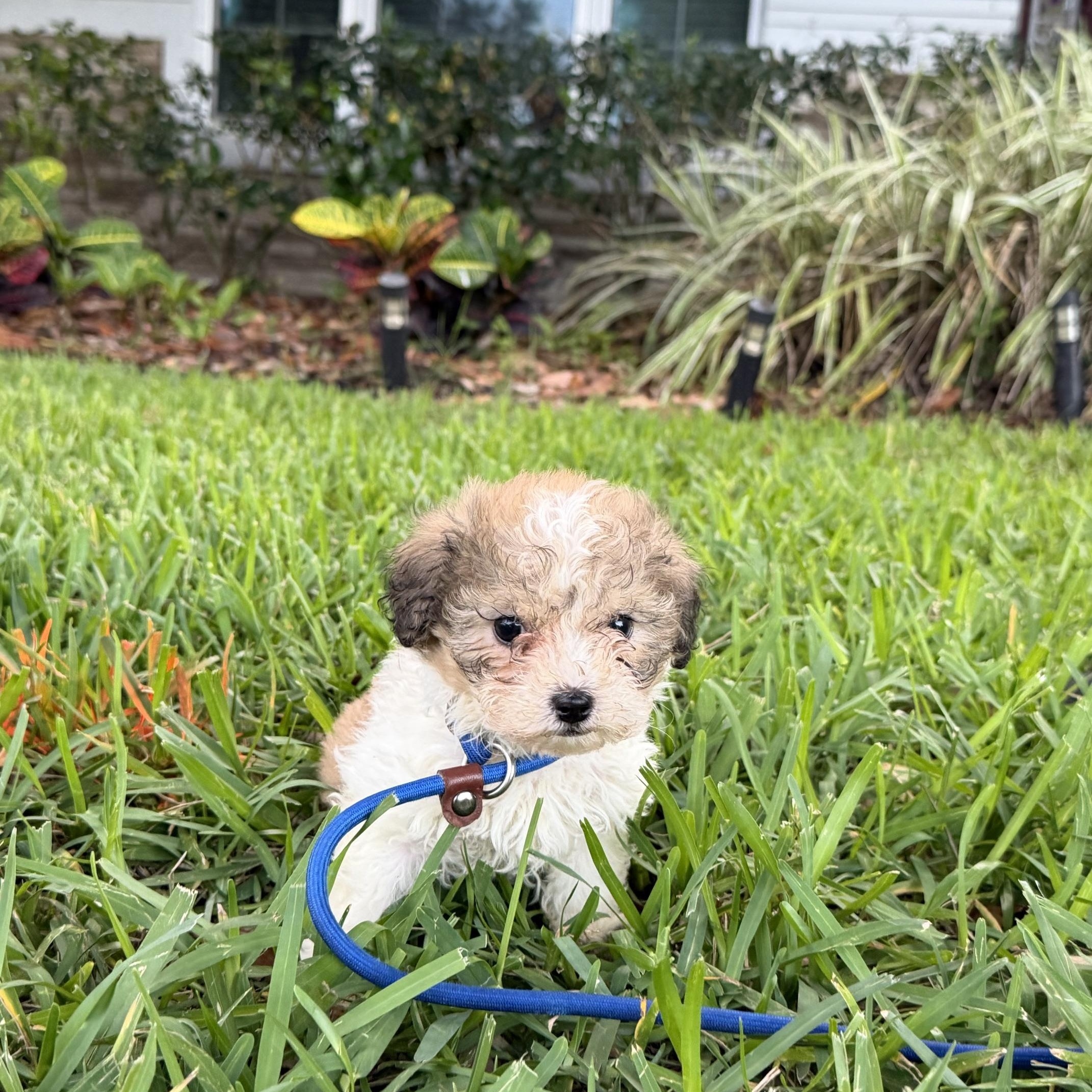 Darrah, a Adoptable mixed breed in Orlando, FL image 5/6