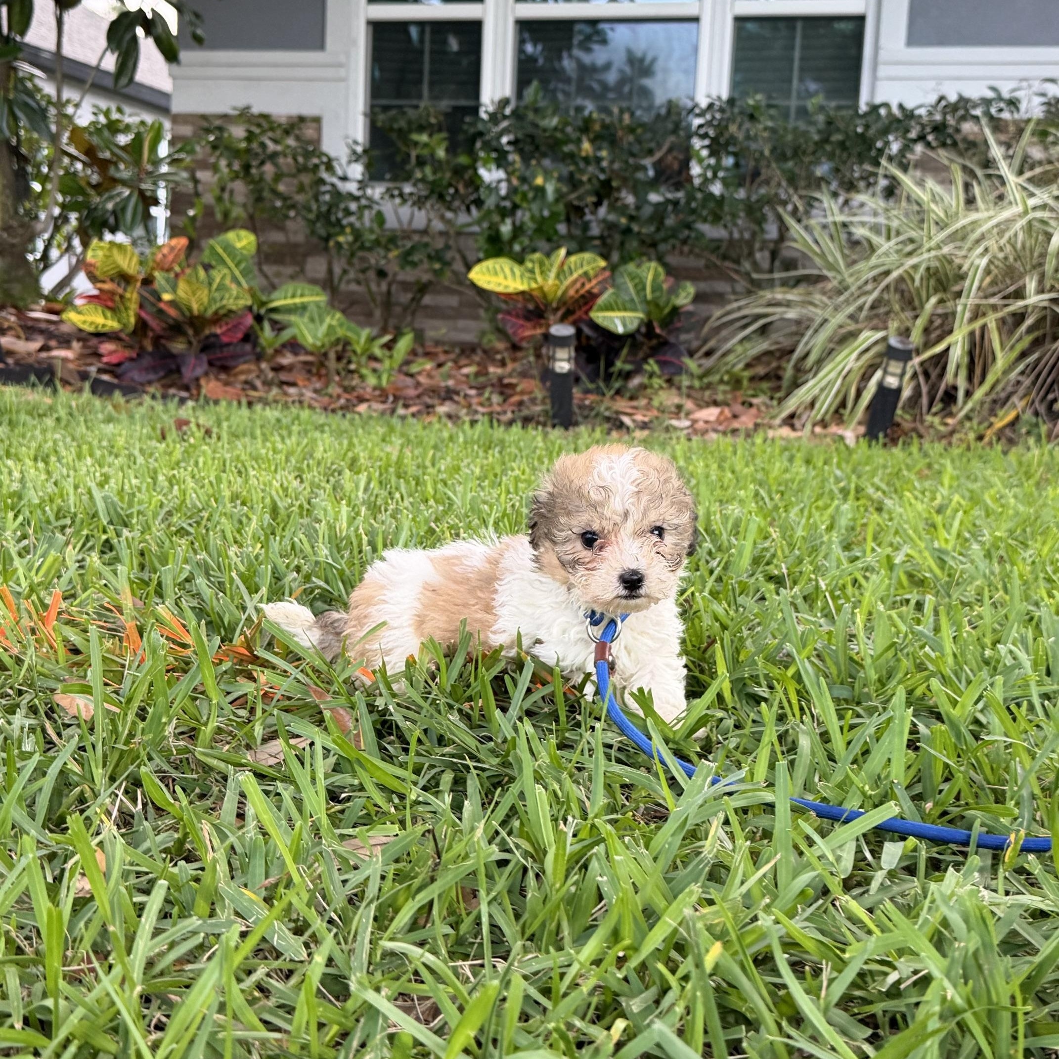 Darrah, a Adoptable mixed breed in Orlando, FL image 6/6