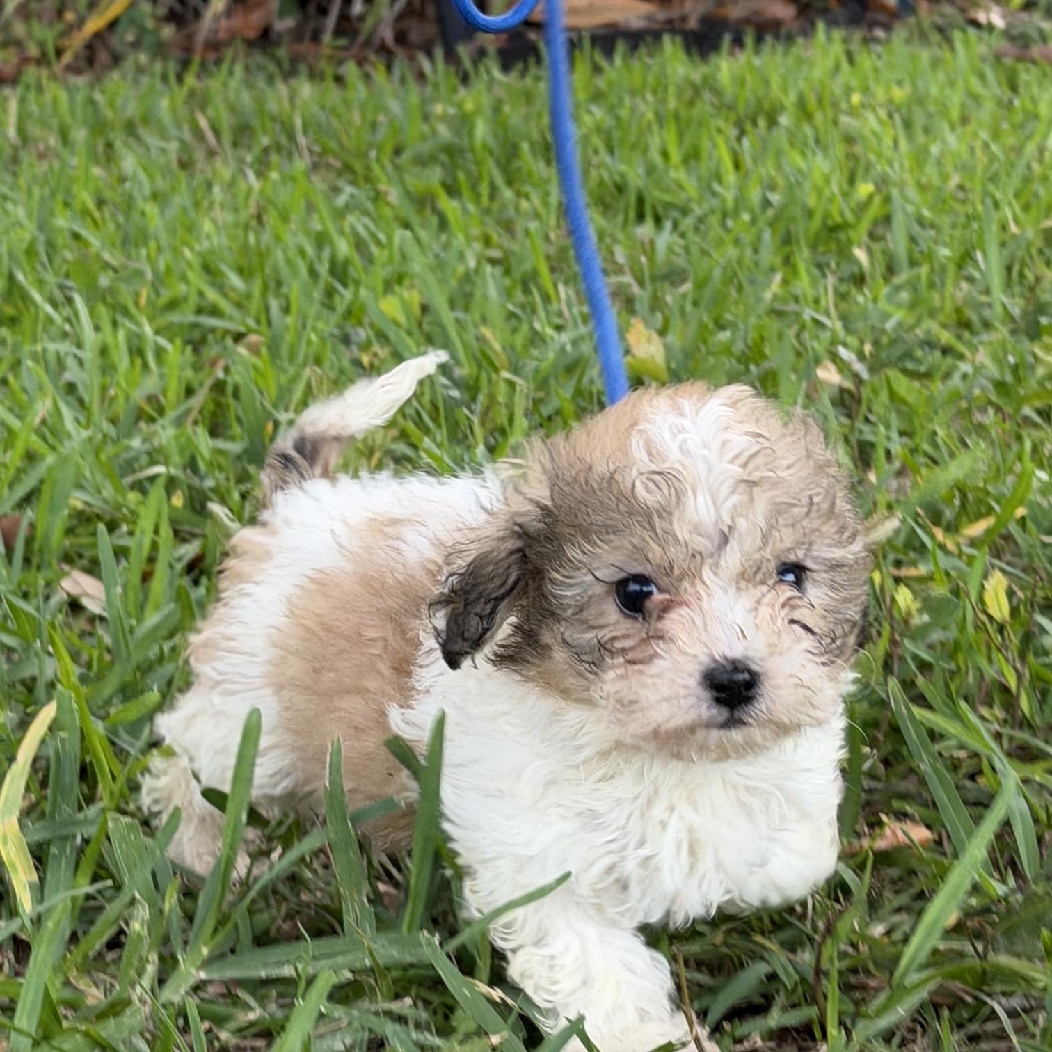 Darrah, a Adoptable mixed breed in Orlando, FL image 3/6