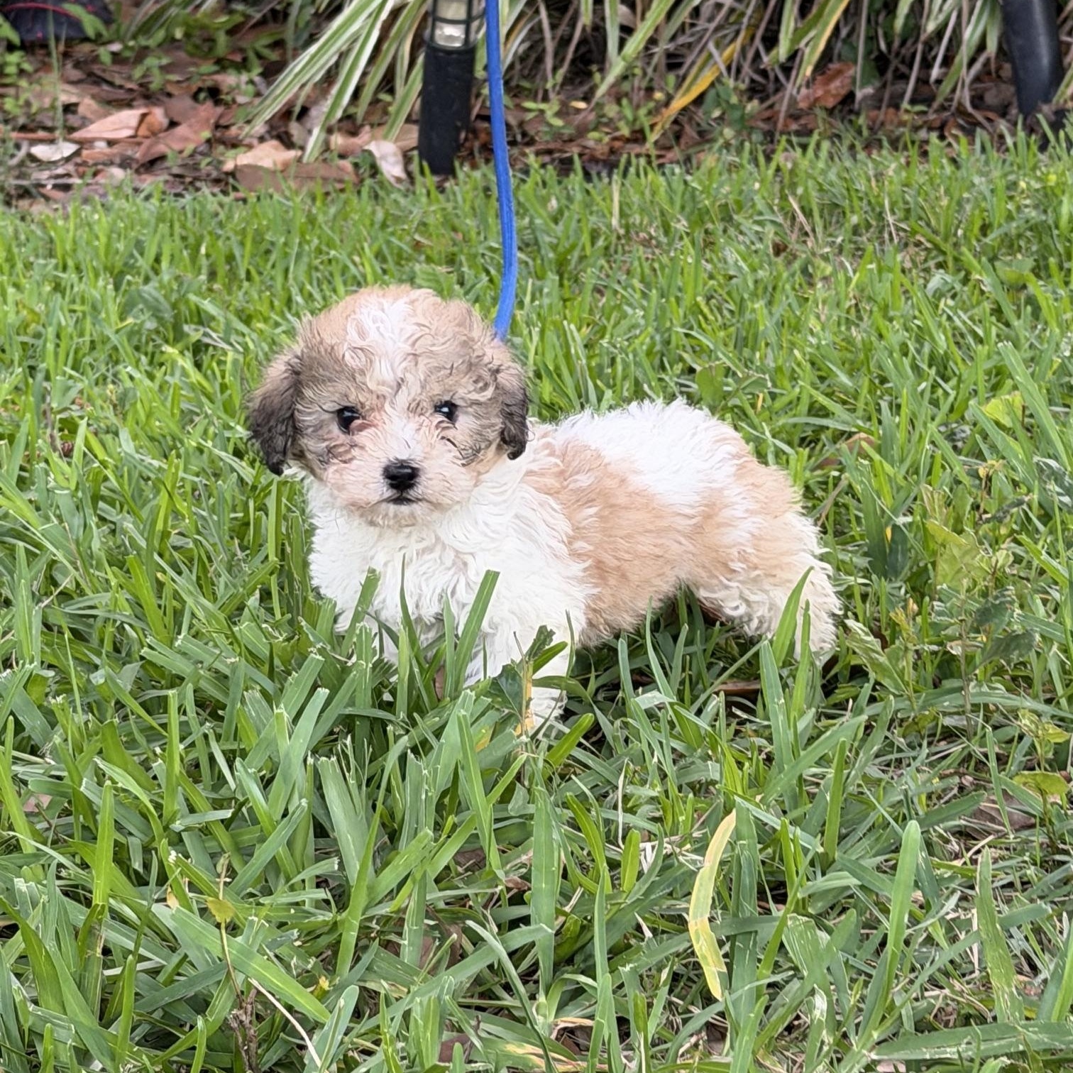 Darrah, a Adoptable mixed breed in Orlando, FL image 1/6