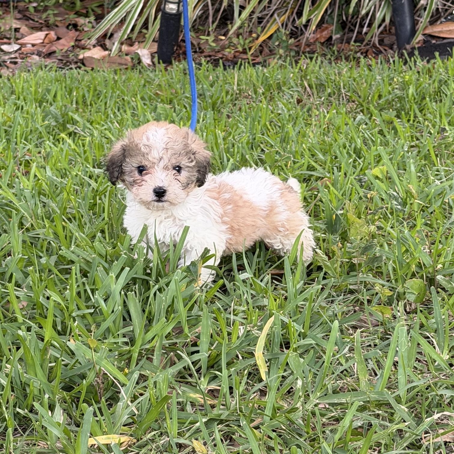 Darrah, a Adoptable mixed breed in Orlando, FL image 2/6
