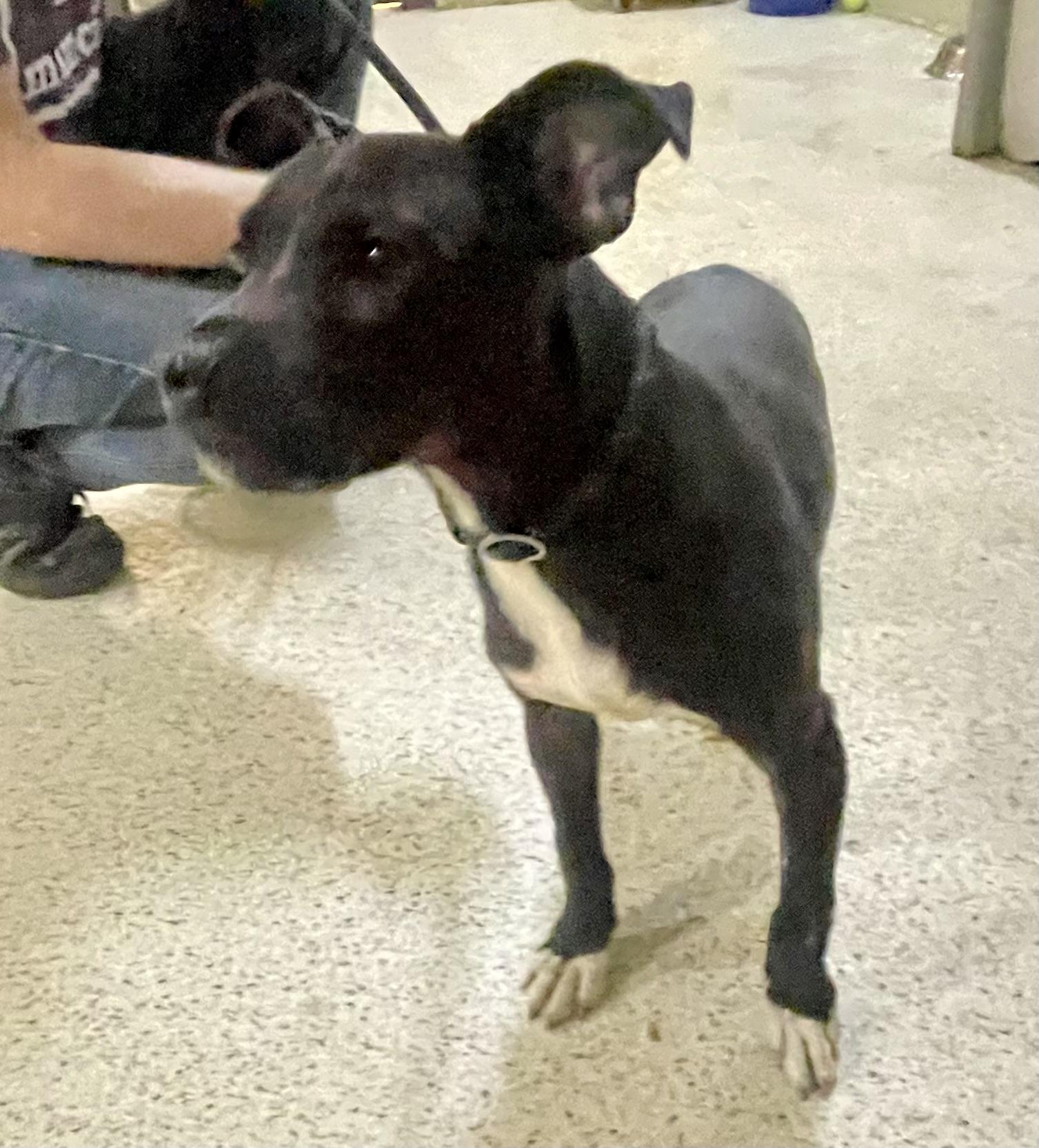 Athena, Young Female Terrier