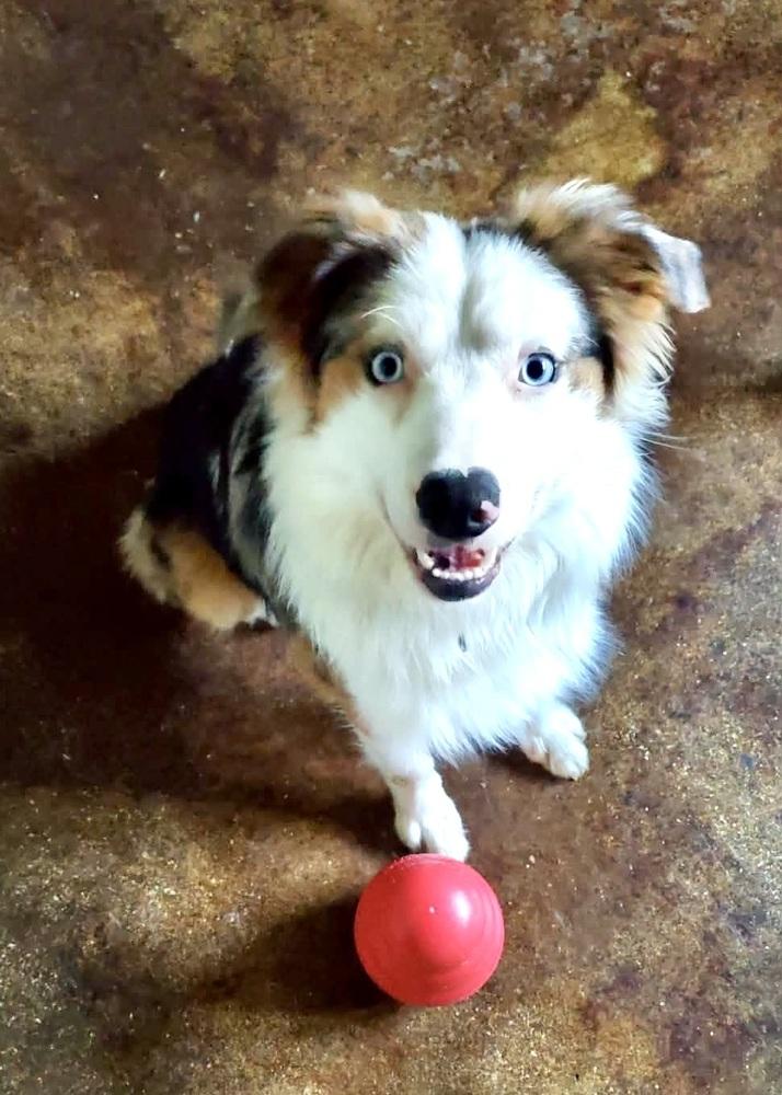 1038 Steel, Adoptable, Young Male Australian Shepherd.
