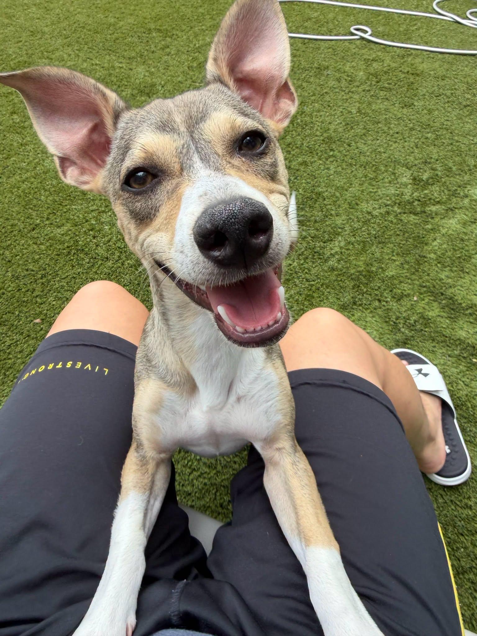 Enlarge Wilson, a Adoptable Terrier in Arlington, VA image 1/3
