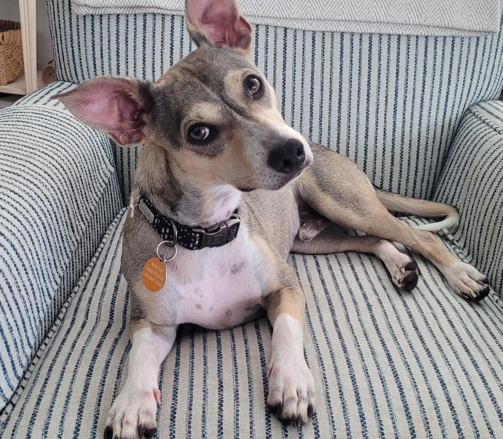 Enlarge Wilson, a Adoptable Terrier in Arlington, VA image 2/3