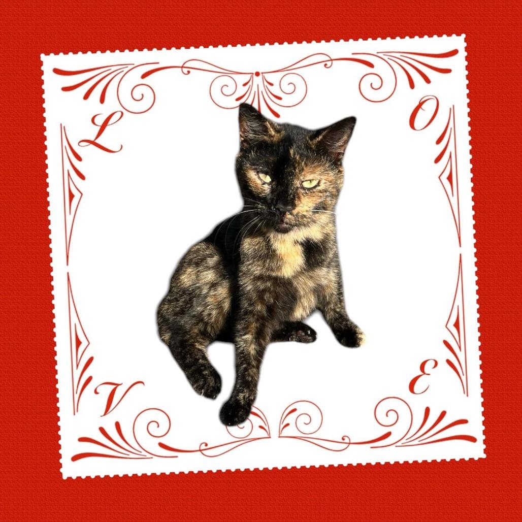 Enlarge ZaZa, a Adoptable Manx in Nashville, GA image 1/2