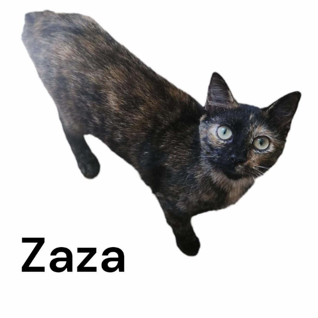 Enlarge ZaZa, a Adoptable Manx in Nashville, GA image 2/2