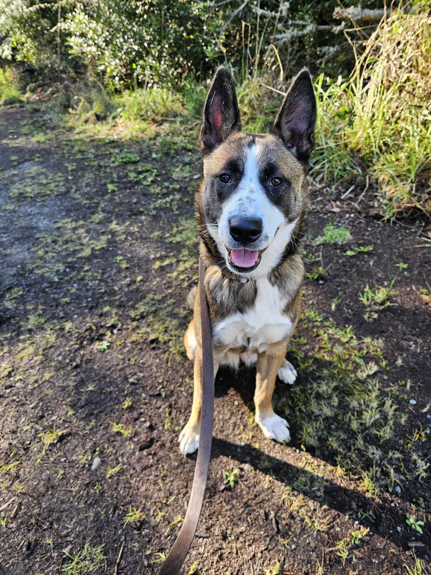 Jersey, an adoptable Mixed Breed in Crescent city, CA, 95531 | Photo Image 2