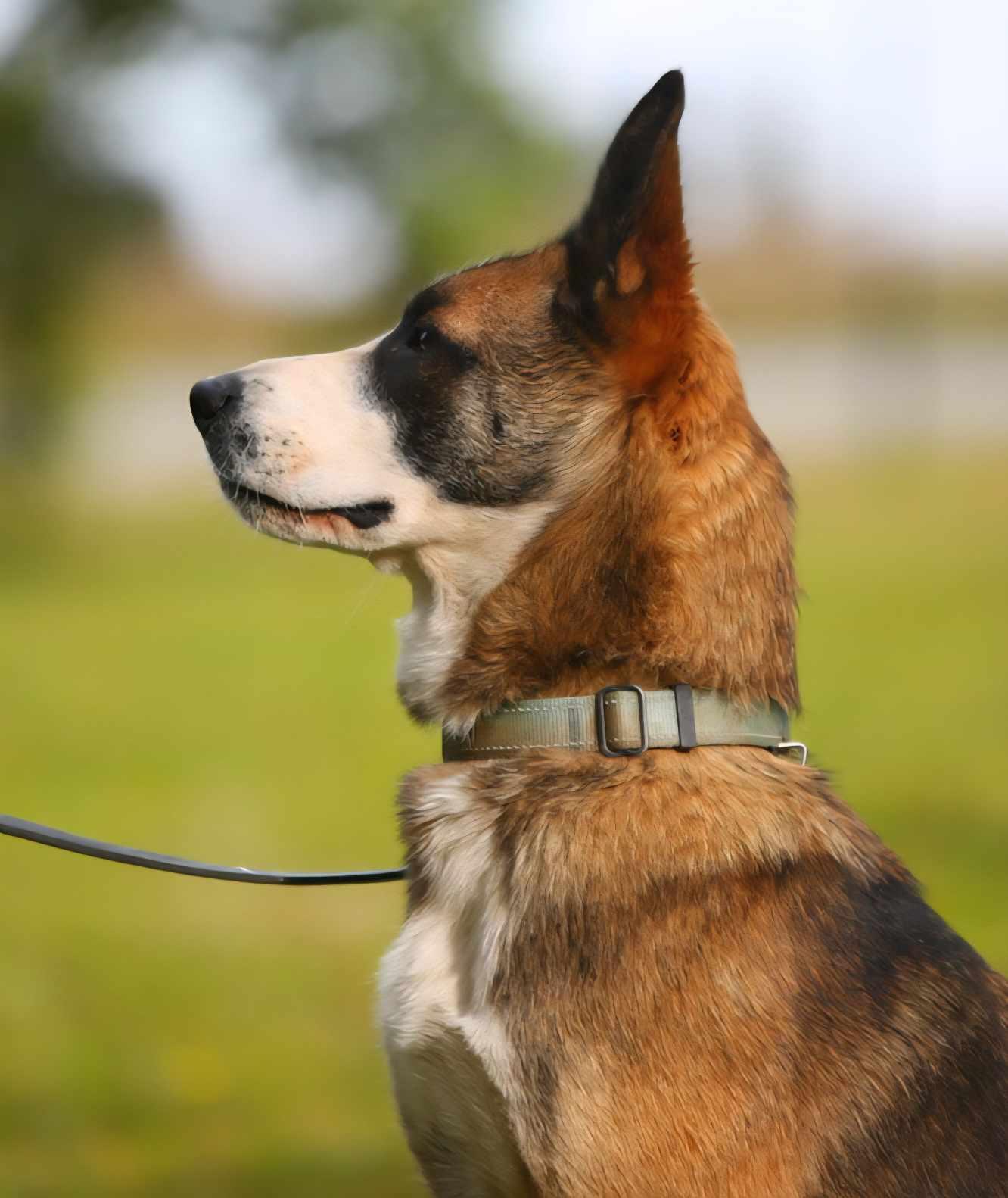 Jersey, an adoptable Mixed Breed in Crescent city, CA, 95531 | Photo Image 6