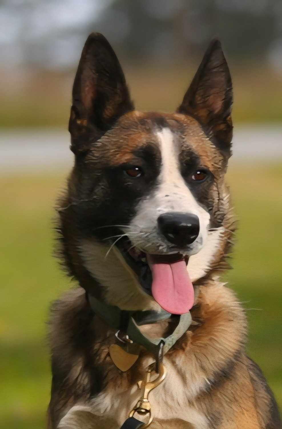 Jersey, an adoptable Mixed Breed in Crescent city, CA, 95531 | Photo Image 1