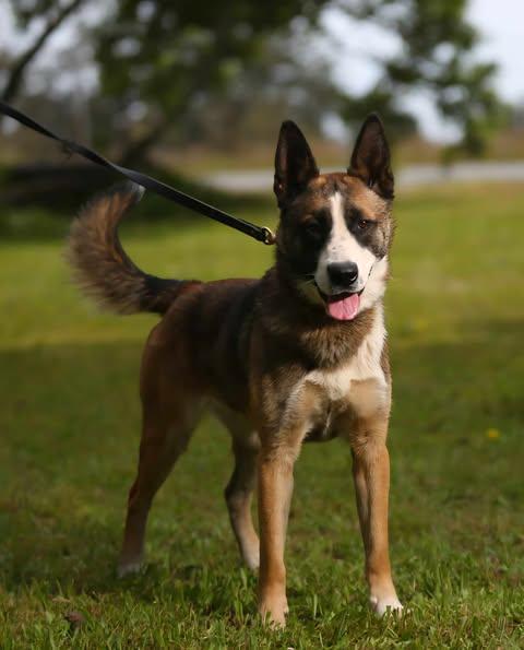Jersey, an adoptable Mixed Breed in Crescent city, CA, 95531 | Photo Image 5