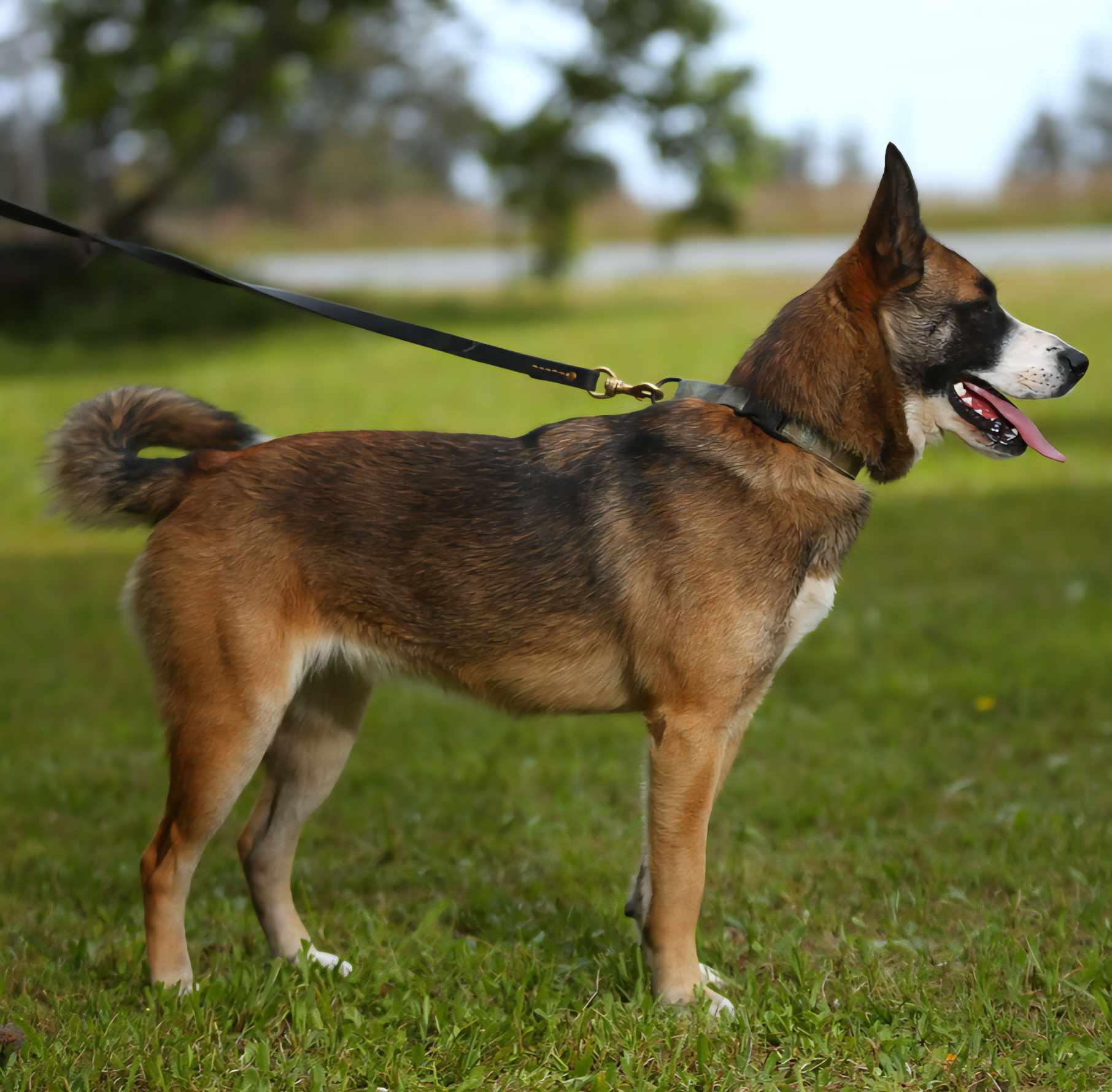 Jersey, an adoptable Mixed Breed in Crescent city, CA, 95531 | Photo Image 4