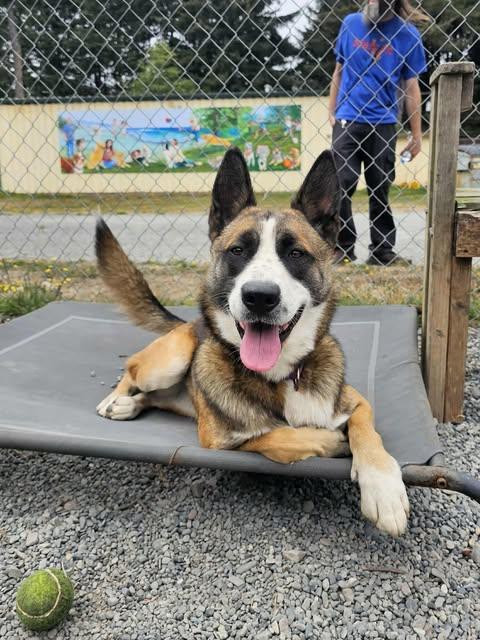 Jersey, an adoptable Mixed Breed in Crescent city, CA, 95531 | Photo Image 1