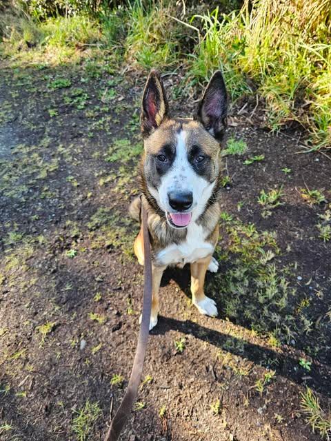 Jersey, an adoptable Mixed Breed in Crescent city, CA, 95531 | Photo Image 3