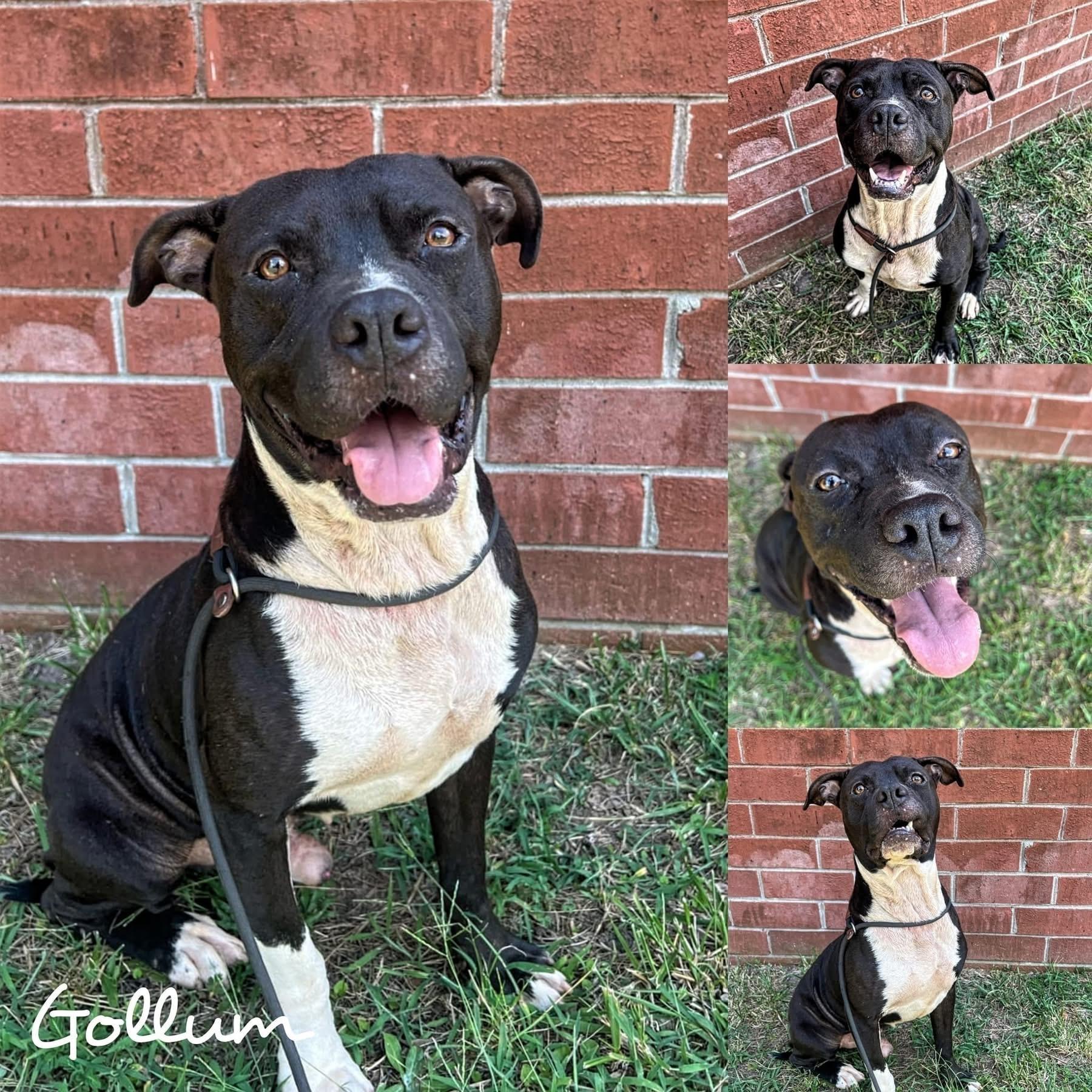 Gollum, ADOPTABLE, Adult Male American Bulldog & Staffordshire Bull Terrier.