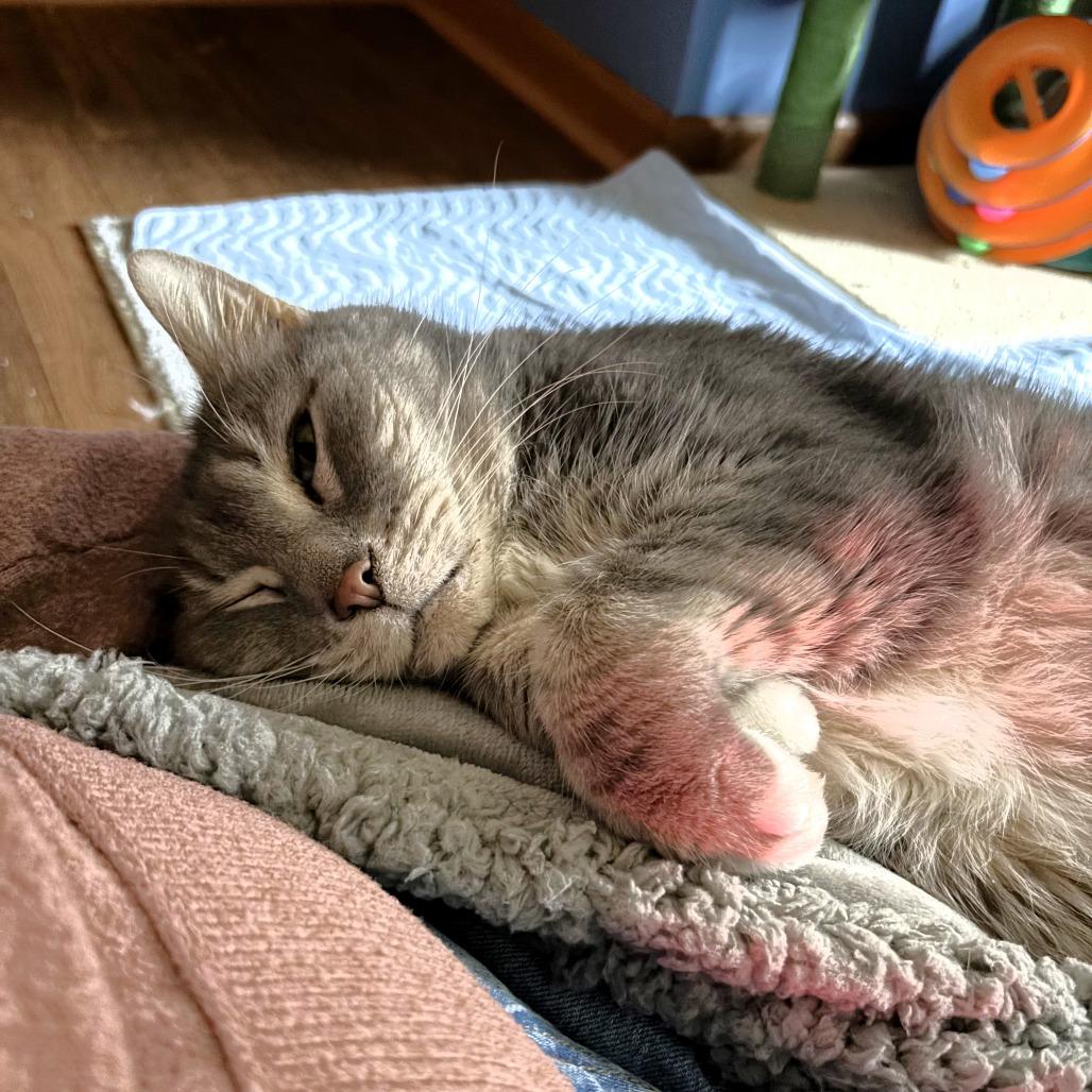 Mr. Buttons, Adoptable, Senior Male Domestic Short Hair.