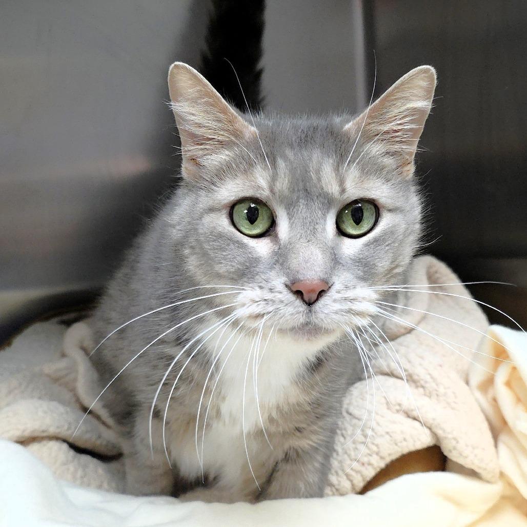 Mr. Buttons, a Adoptable Domestic Short Hair in Michigan City, IN image 3/6