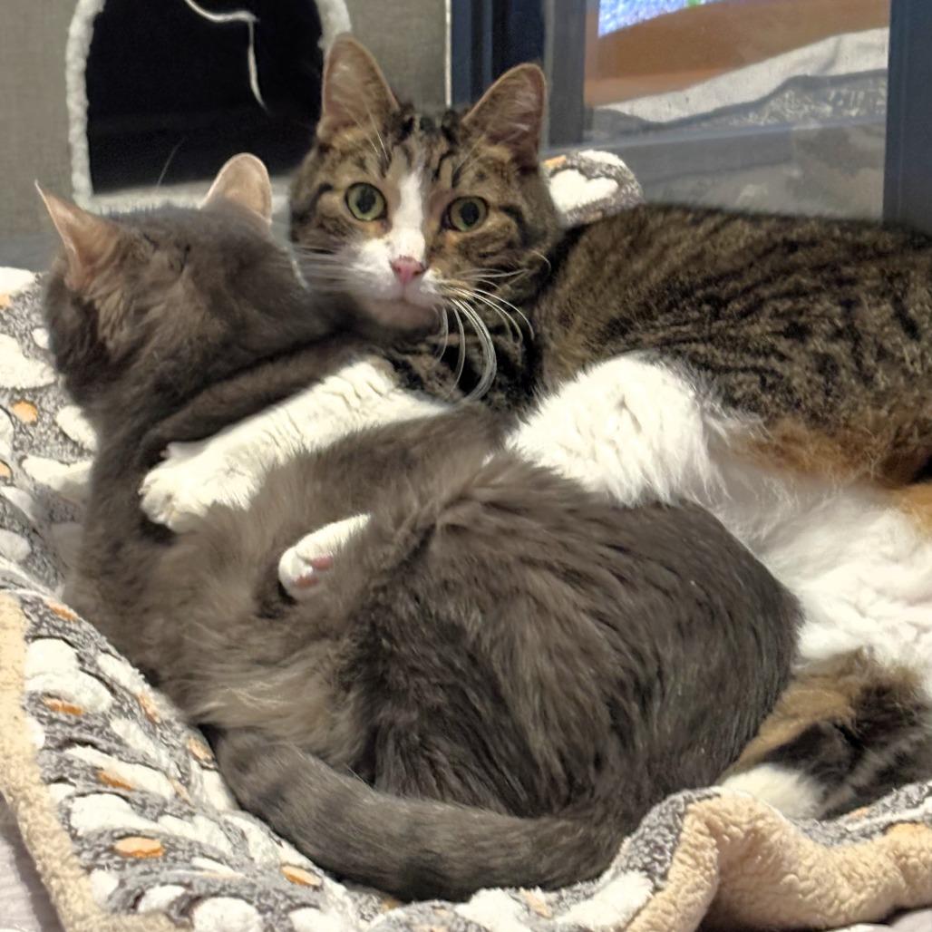 Mr. Buttons, a Adoptable Domestic Short Hair in Michigan City, IN image 5/6