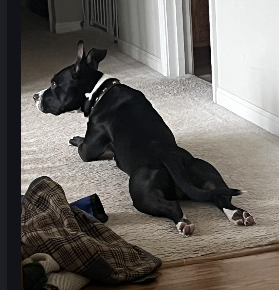 Enlarge Juniper , a ADOPTABLE American Bully in Sellersburg, IN image 5/6