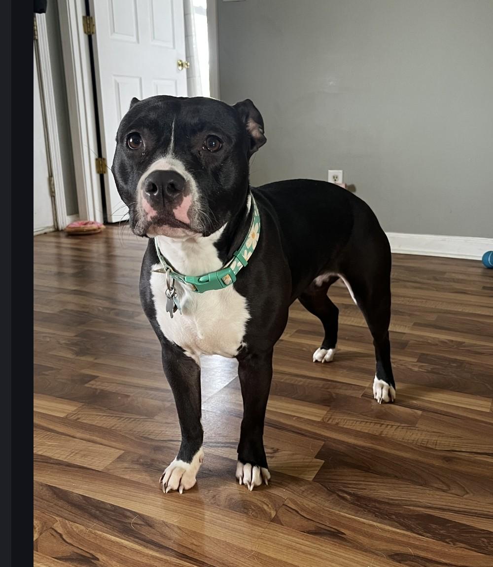 Juniper , ADOPTABLE, Young Female American Bully.