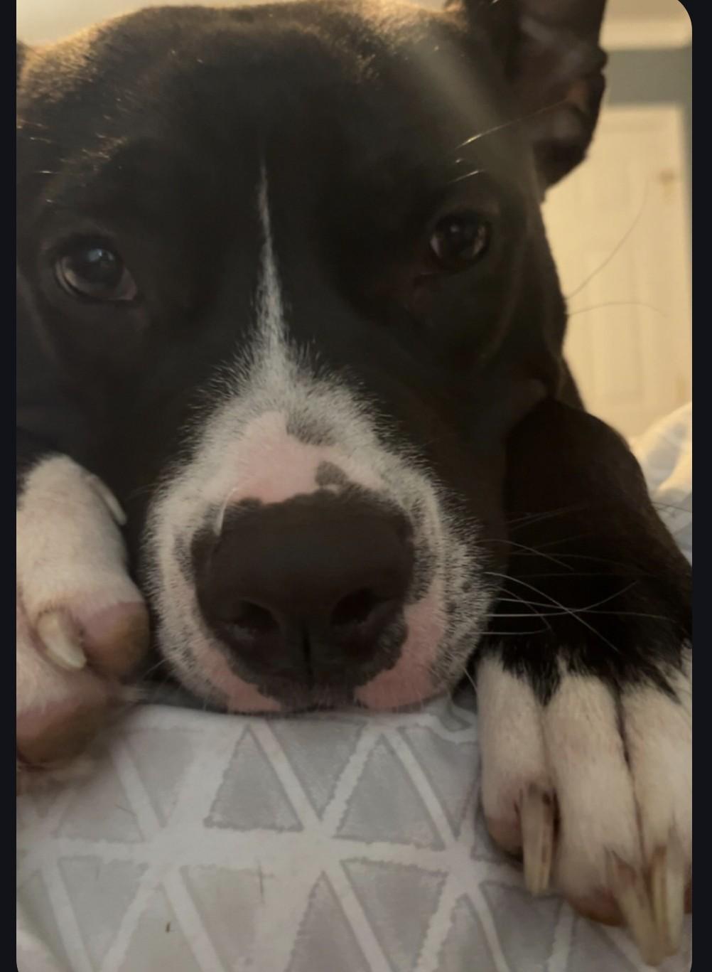 Enlarge Juniper , a ADOPTABLE American Bully in Sellersburg, IN image 2/6