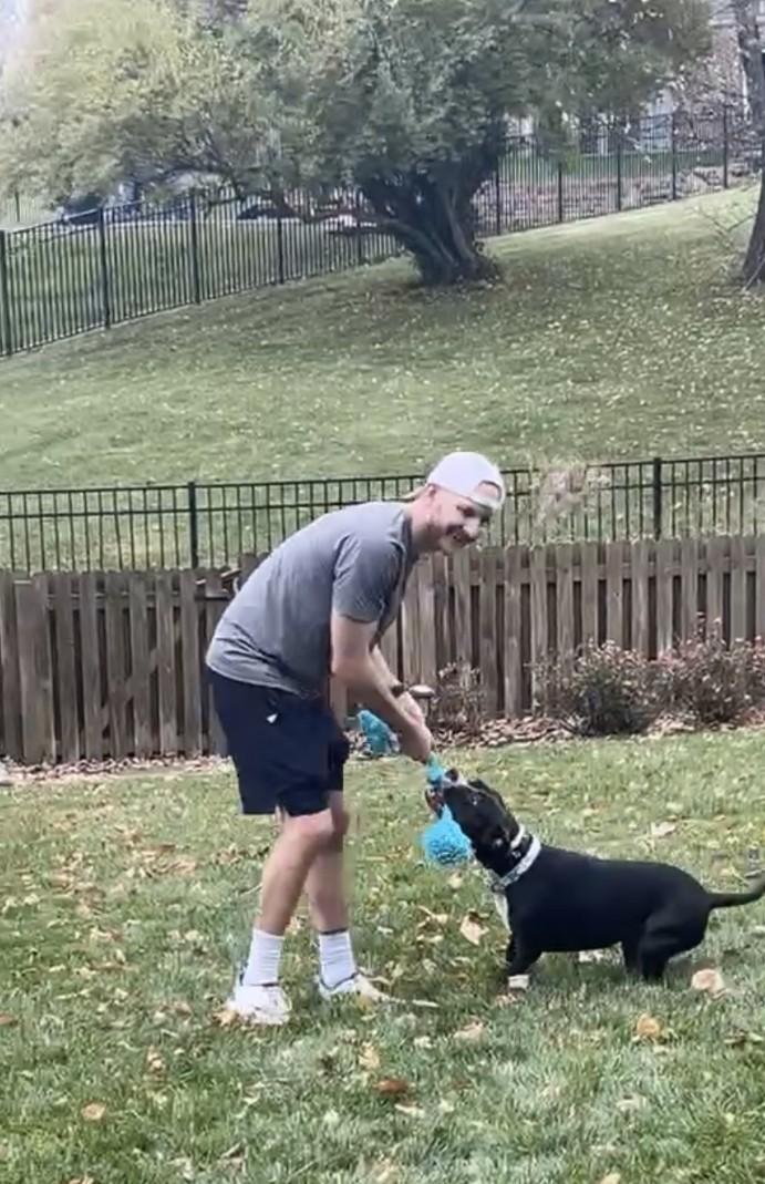 Enlarge Juniper , a ADOPTABLE American Bully in Sellersburg, IN image 4/6