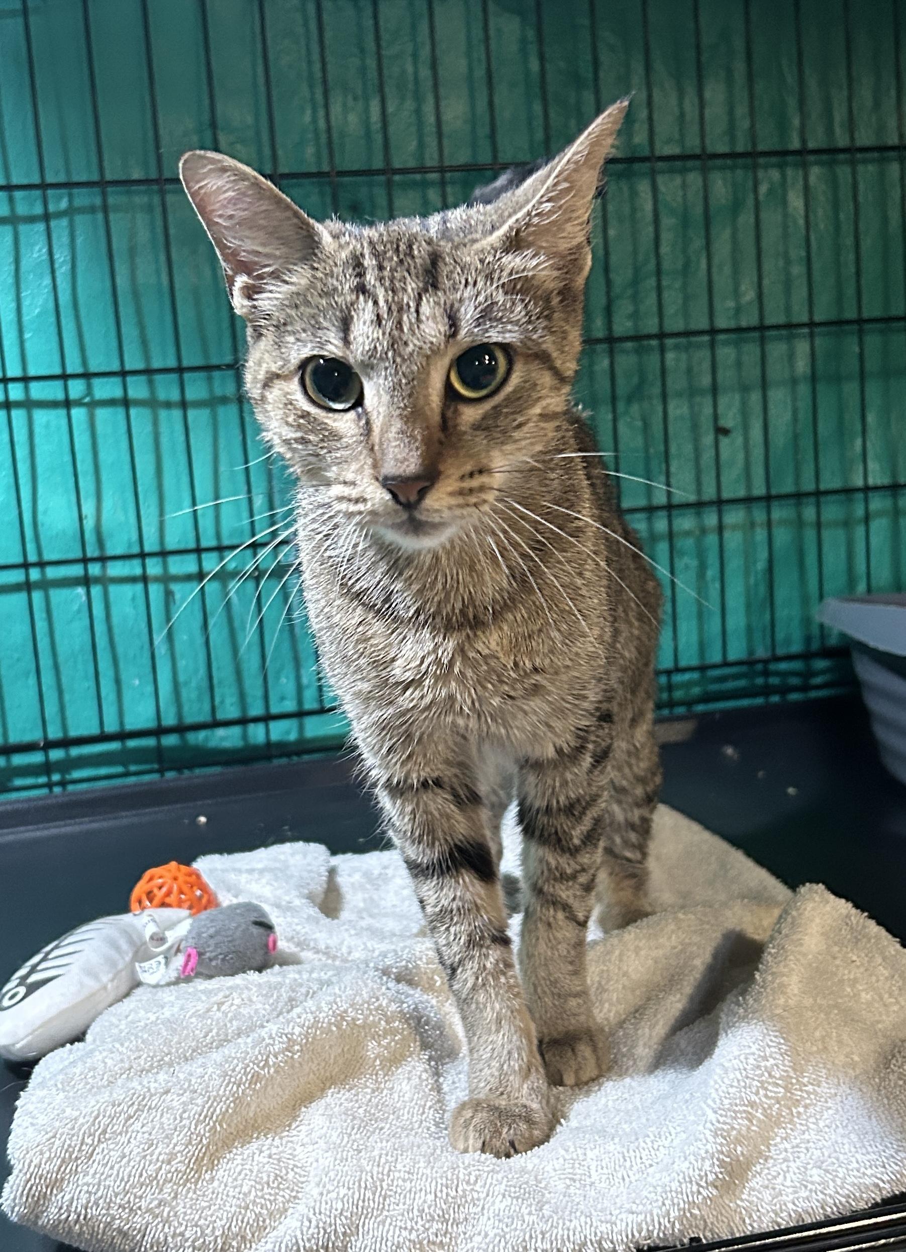 Cosette, Adoptable, Young Female Domestic Short Hair.